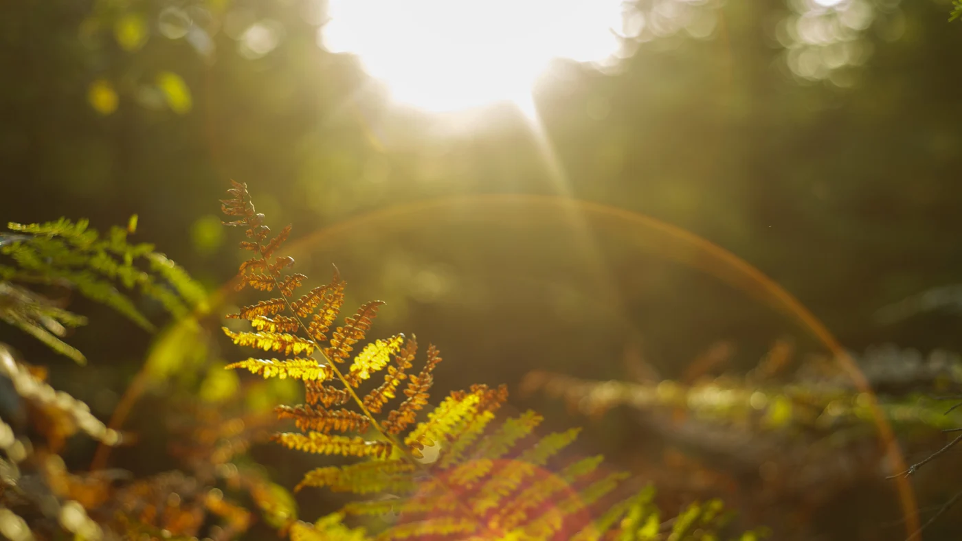 Sunlight through green foliage.